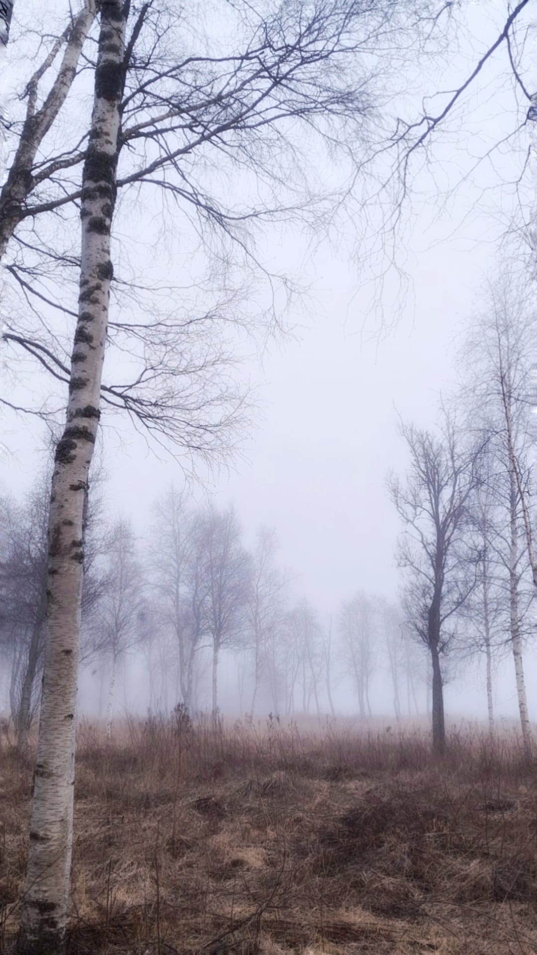 Birch trees in fog over a meadow