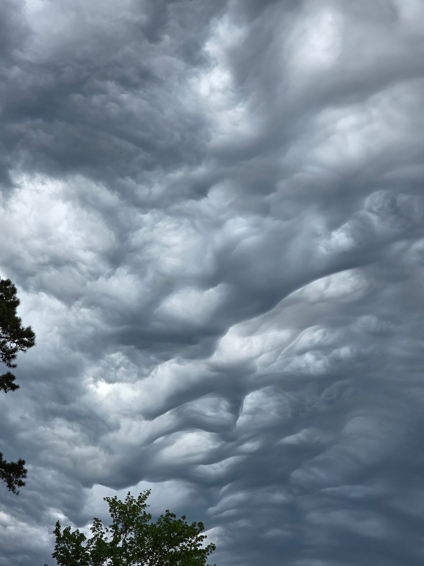 Dramatic undulating asperitas storm clouds above silhouetted treetops