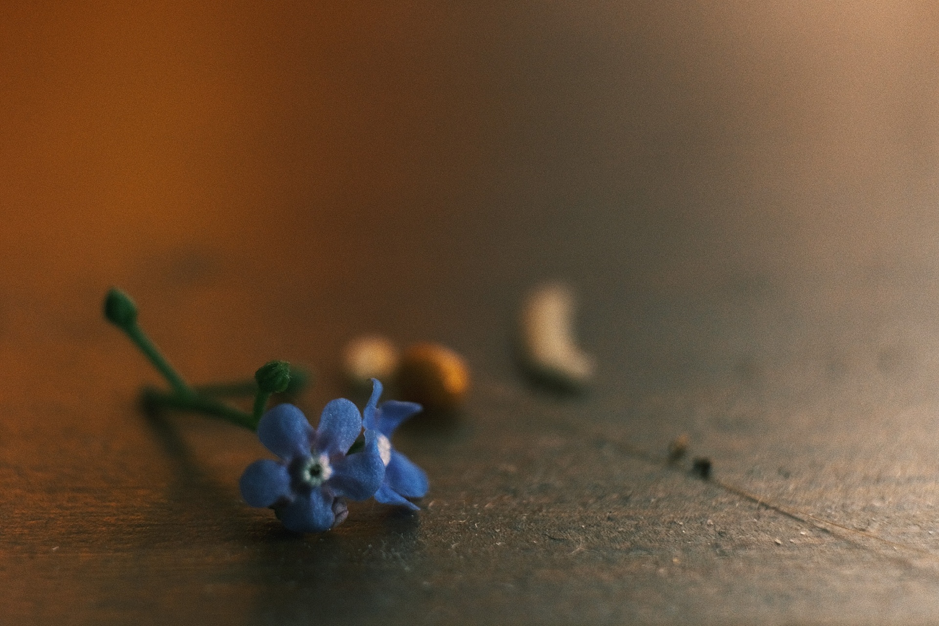 A tiny blue forget-me-not flower resting on a weathered wooden surface in warm light