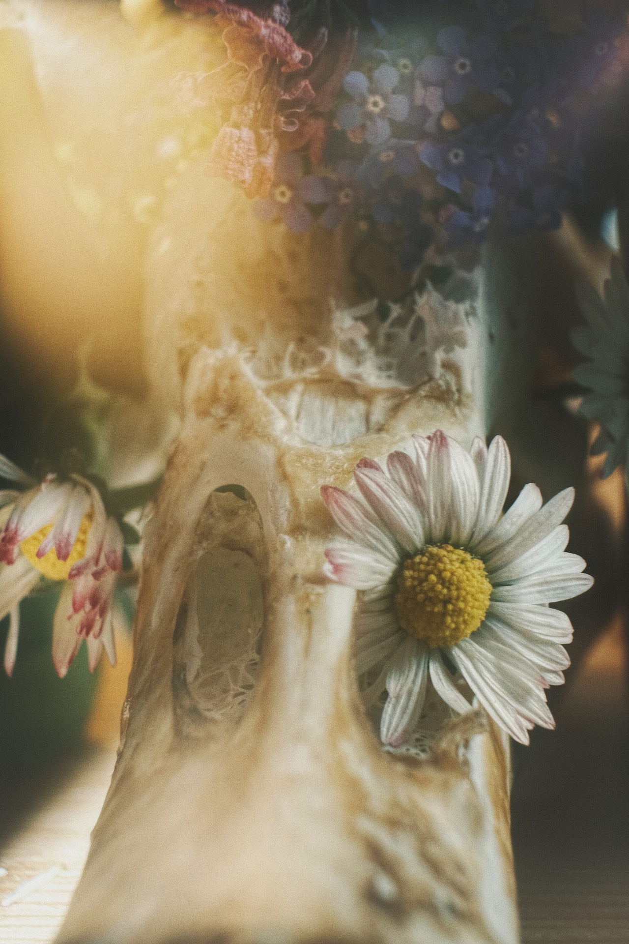 A delicate daisy blooming against a sunlit animal skull surrounded by dried flowers