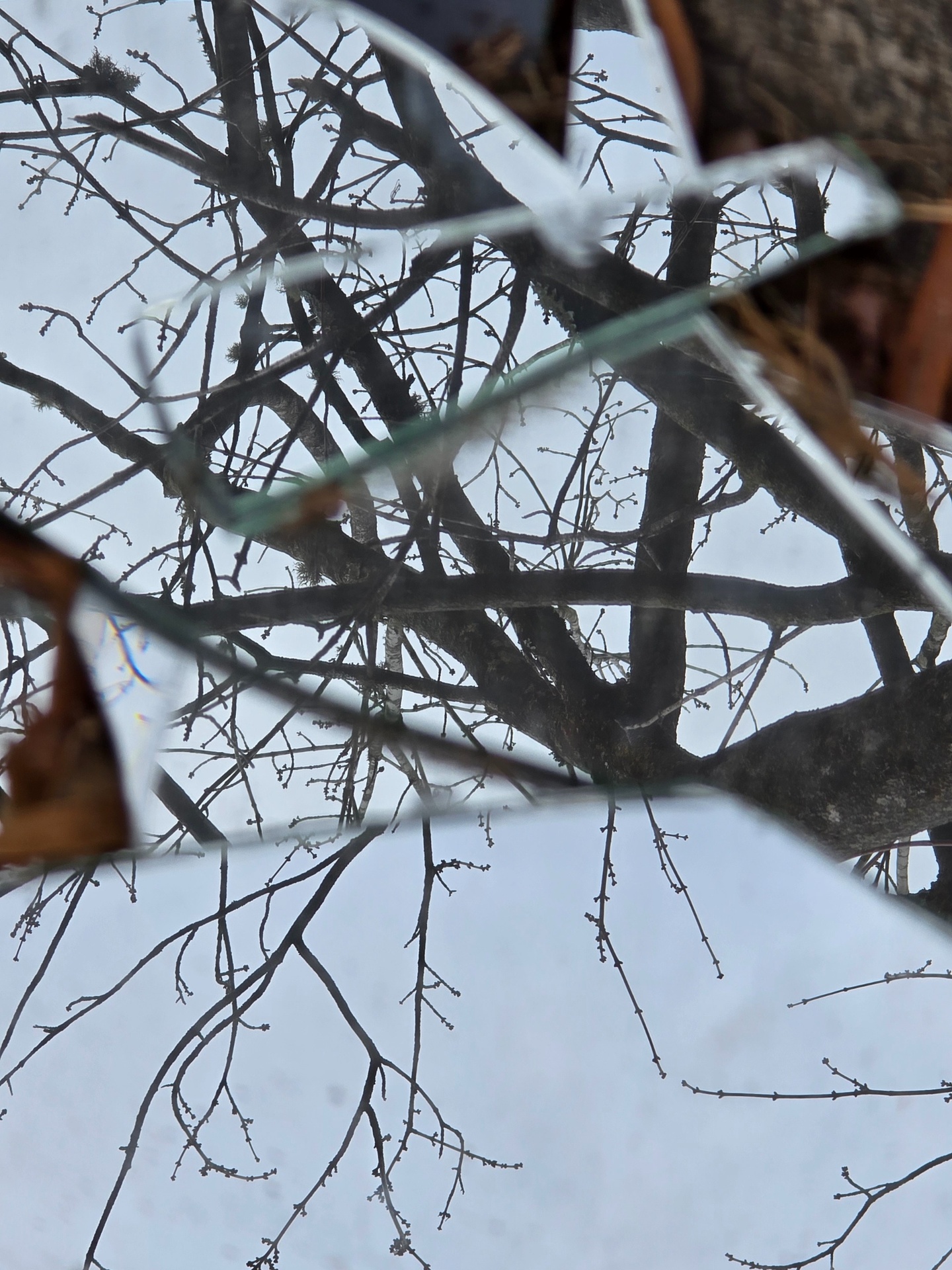 Bare winter branches viewed through a pane of shattered glass against a pale sky