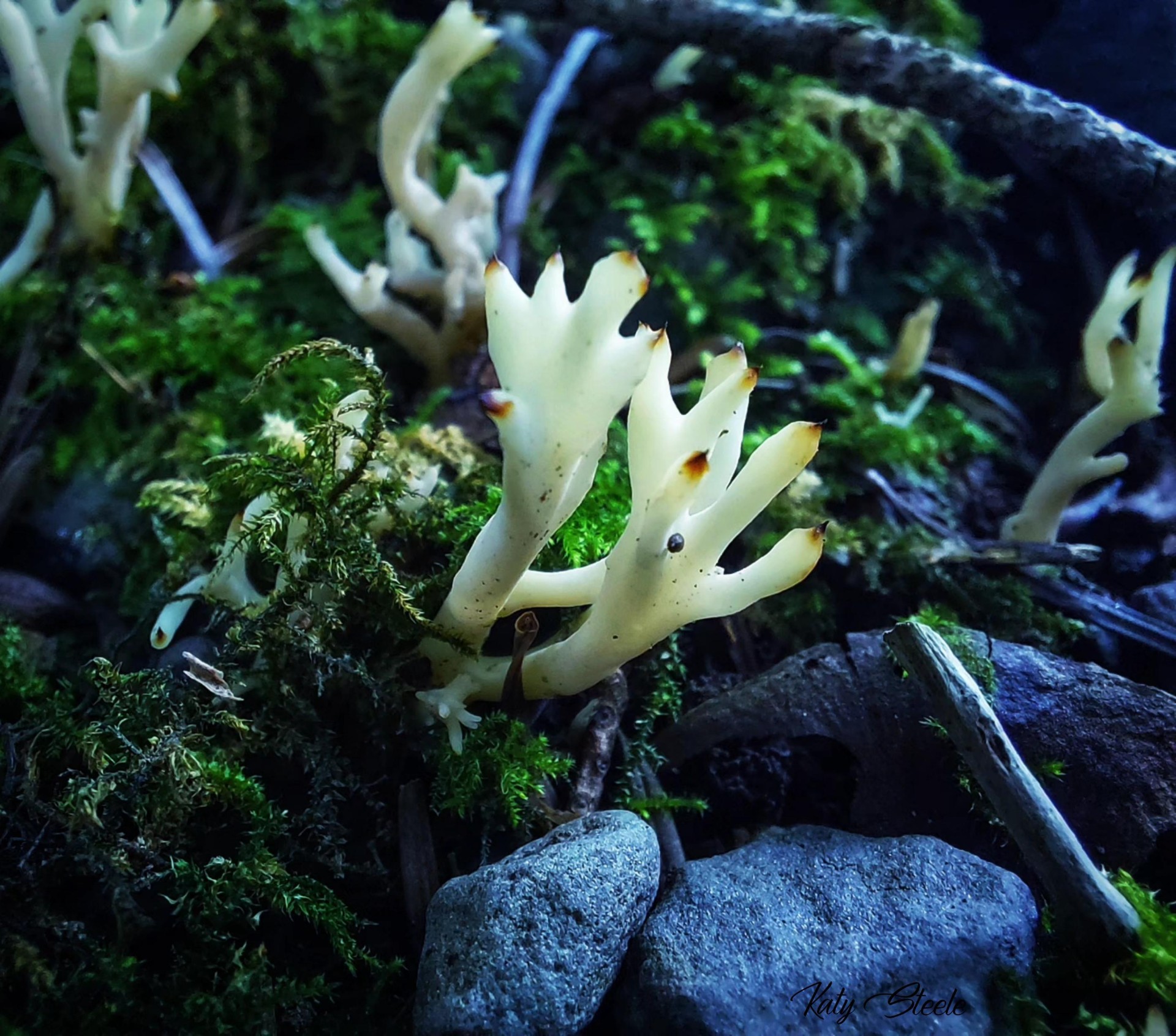 Pale coral fungi rising from mossy forest floor among stones and twigs