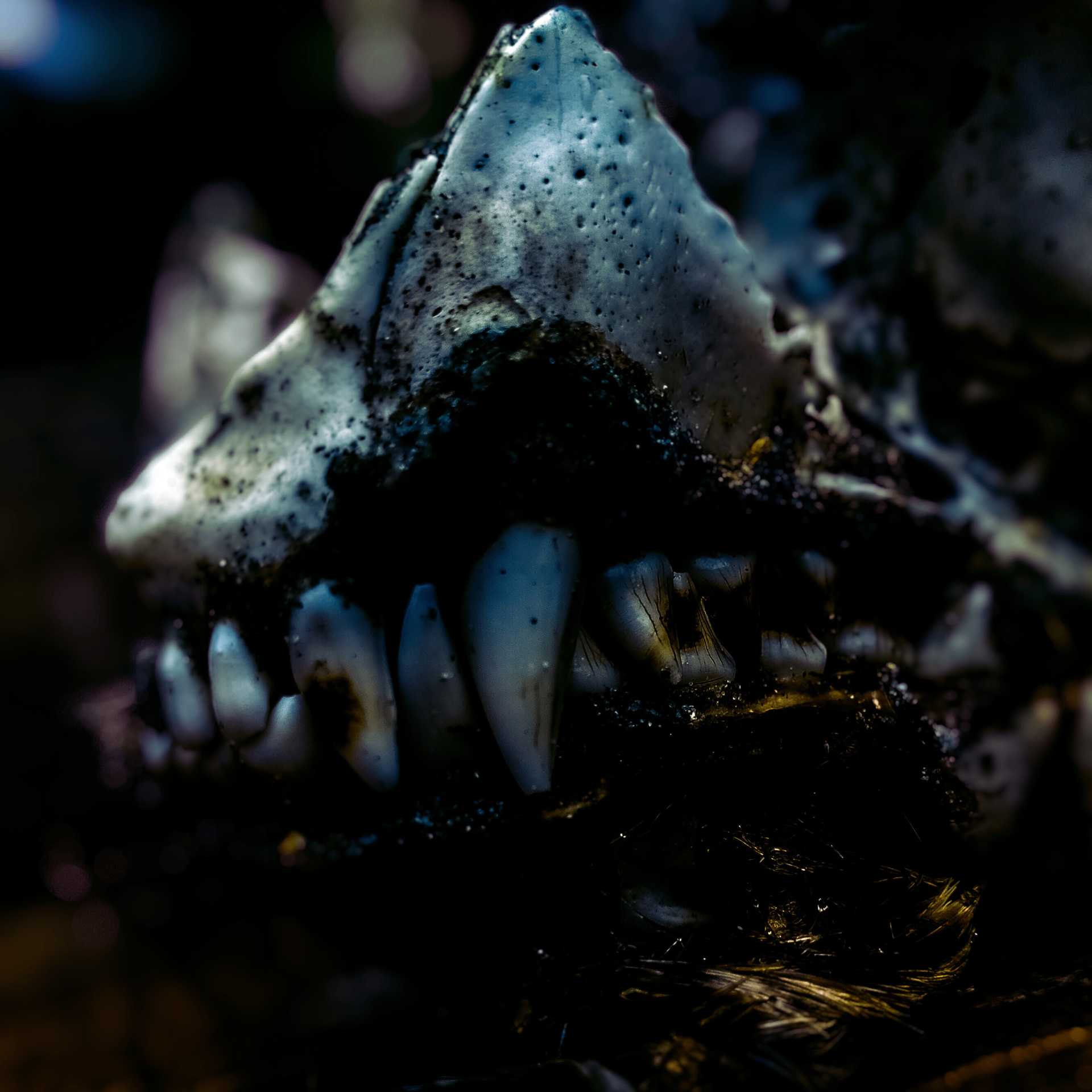 A canine skull with bared teeth lit against deep shadow