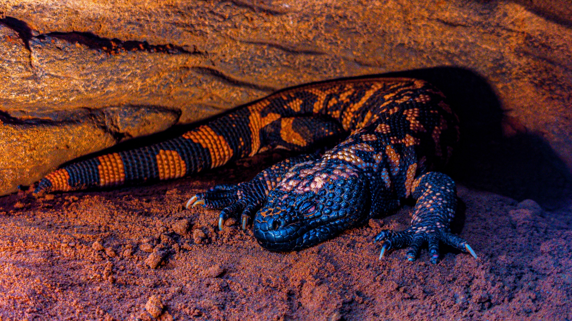 A Gila monster resting on red desert sand beneath a rock ledge