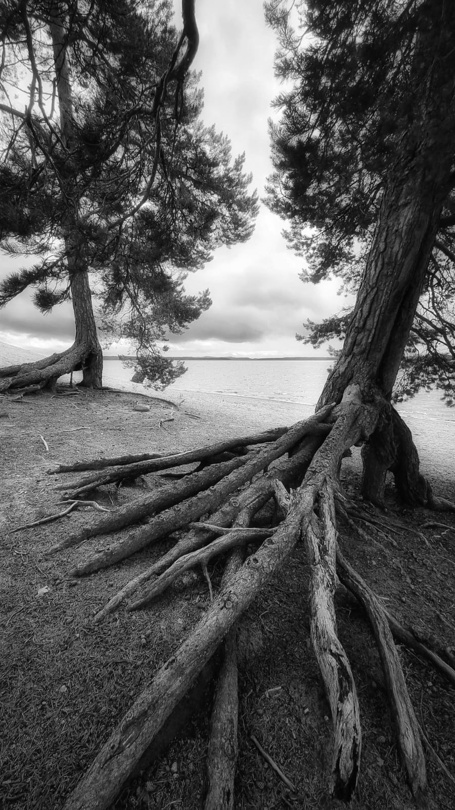 Pine trees with exposed roots on a lakeshore in black and white