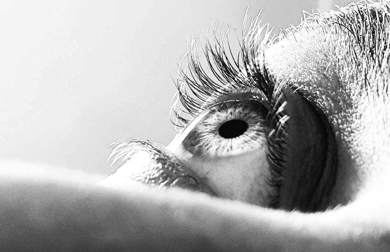 Black and white macro close-up of a human eye with long, frosted eyelashes